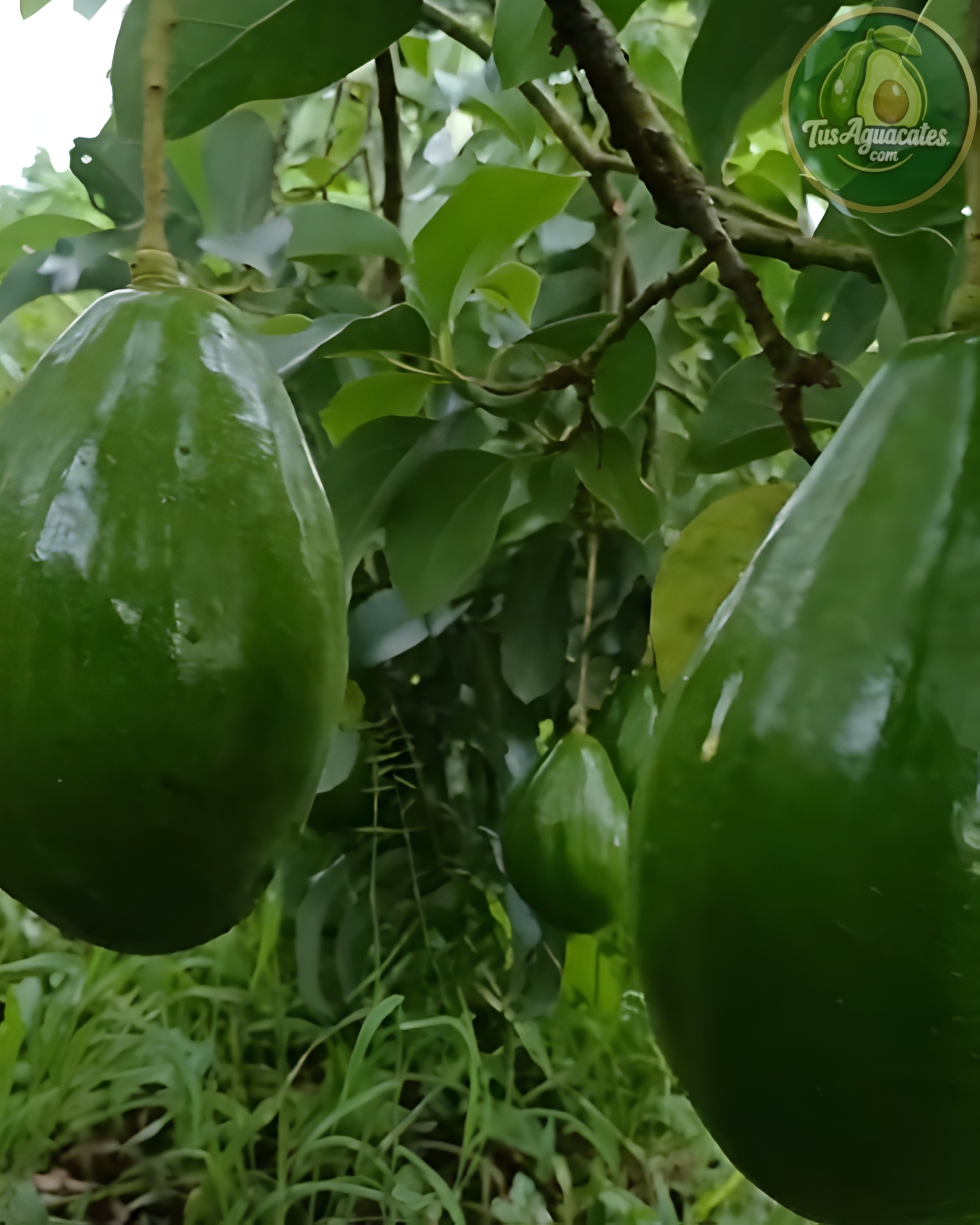 Aguacate Criollo