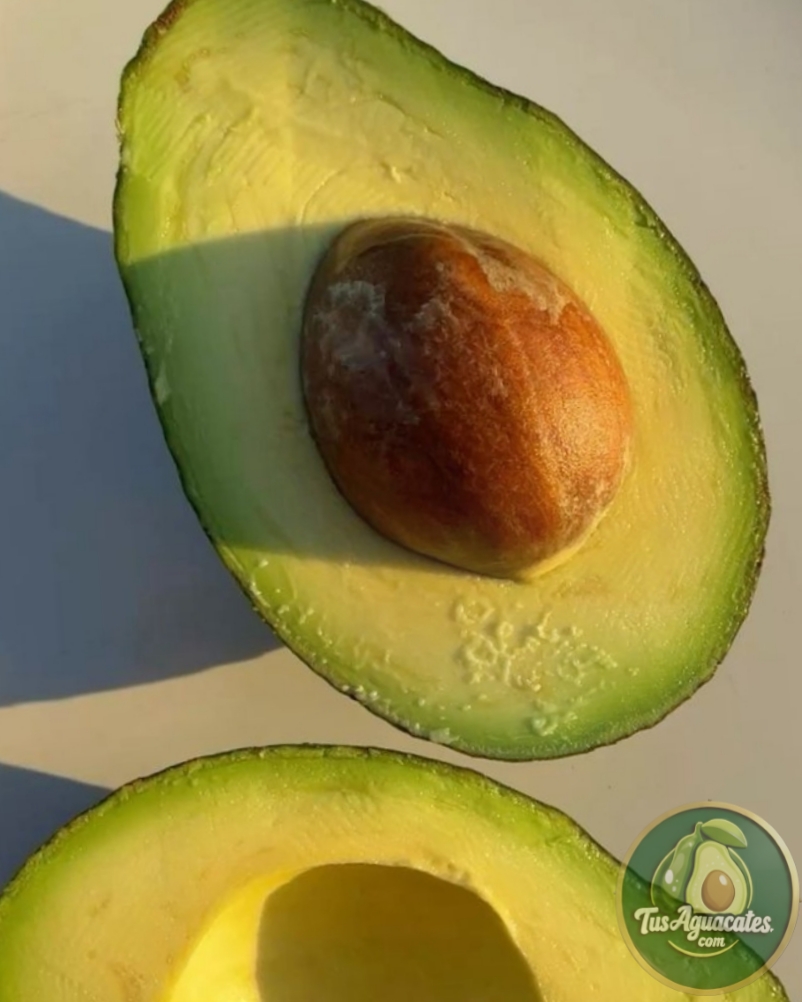 Aguacate Fuerte