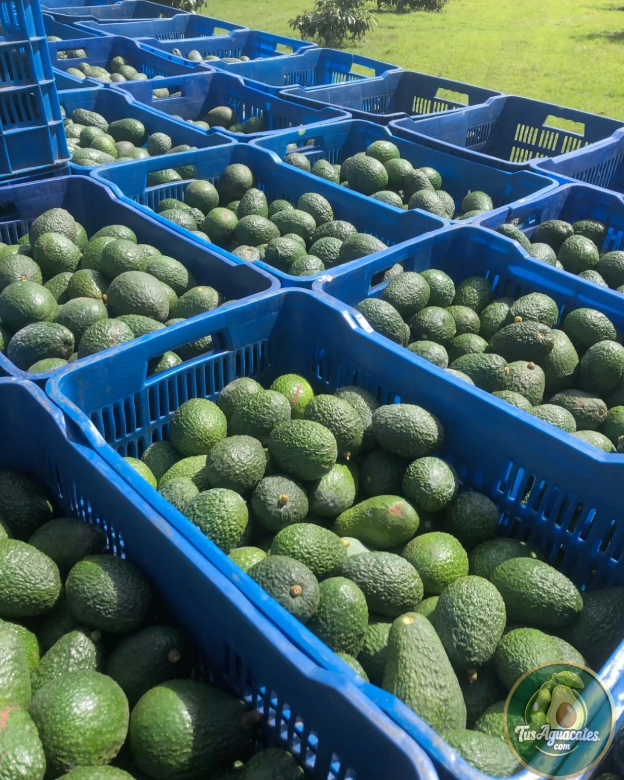 Aguacate Hass