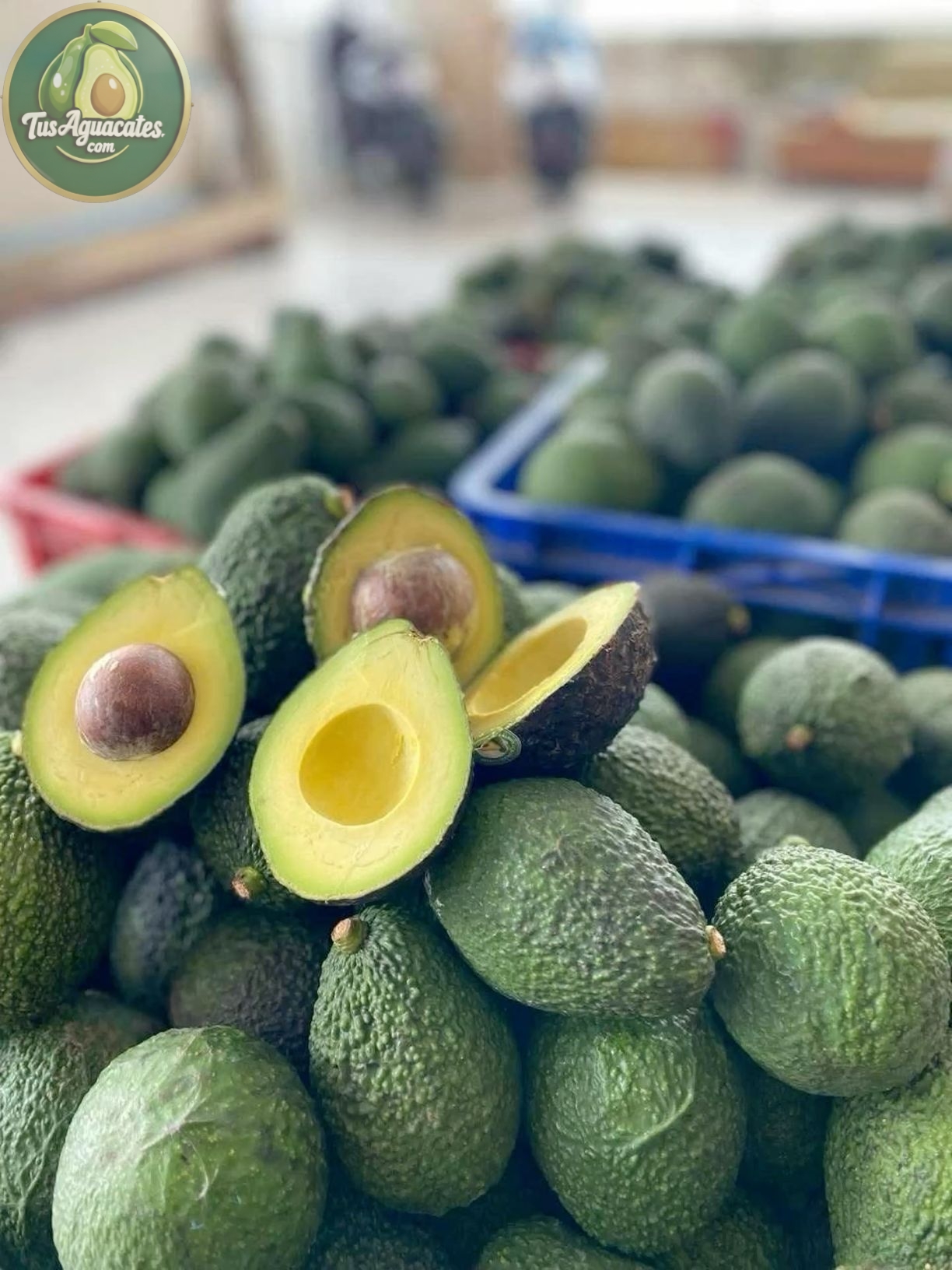 Aguacate Pinkerton