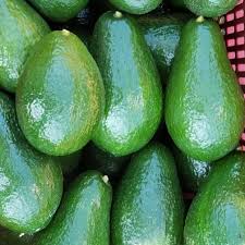 Aguacate Semil 40
