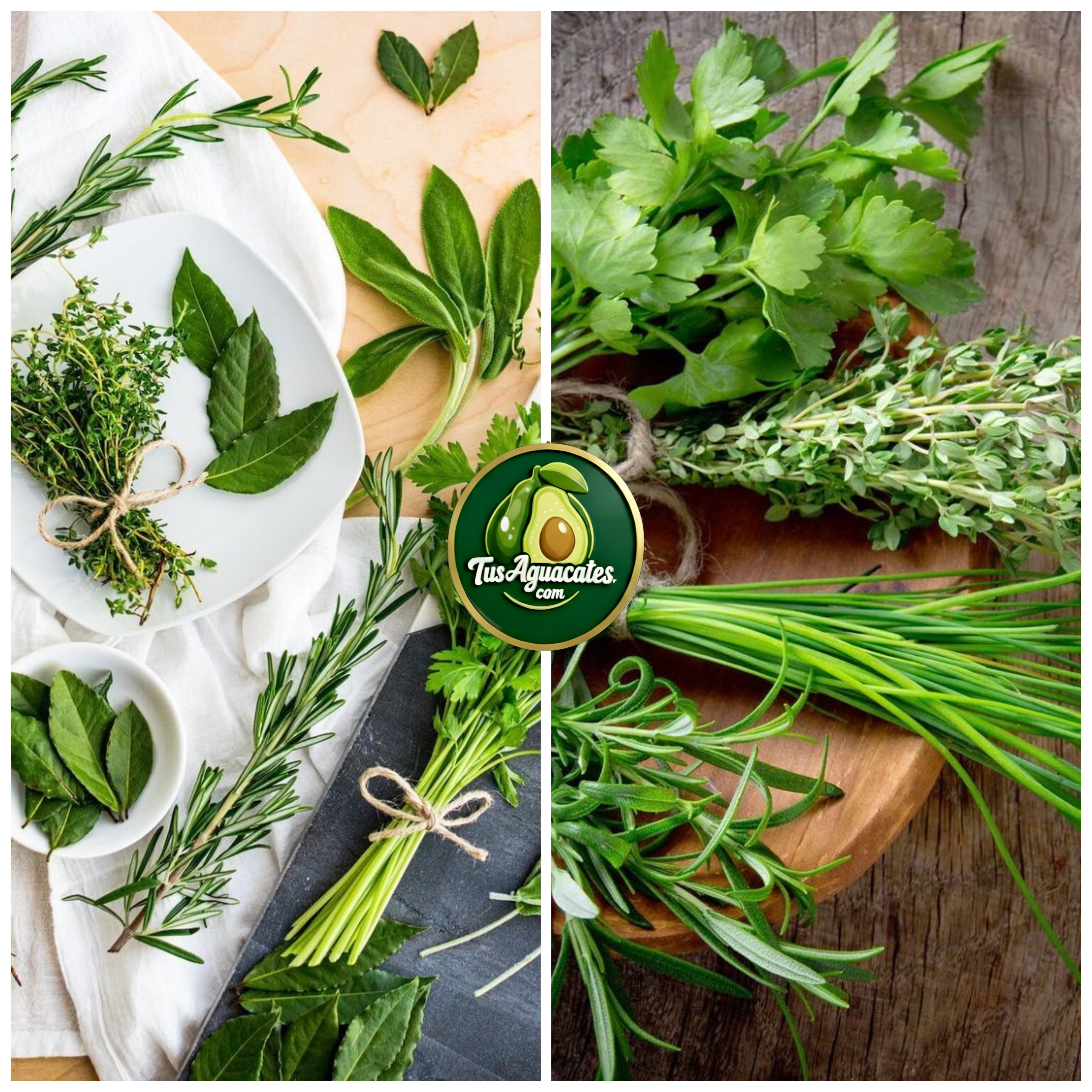 Hierbas Aromáticas